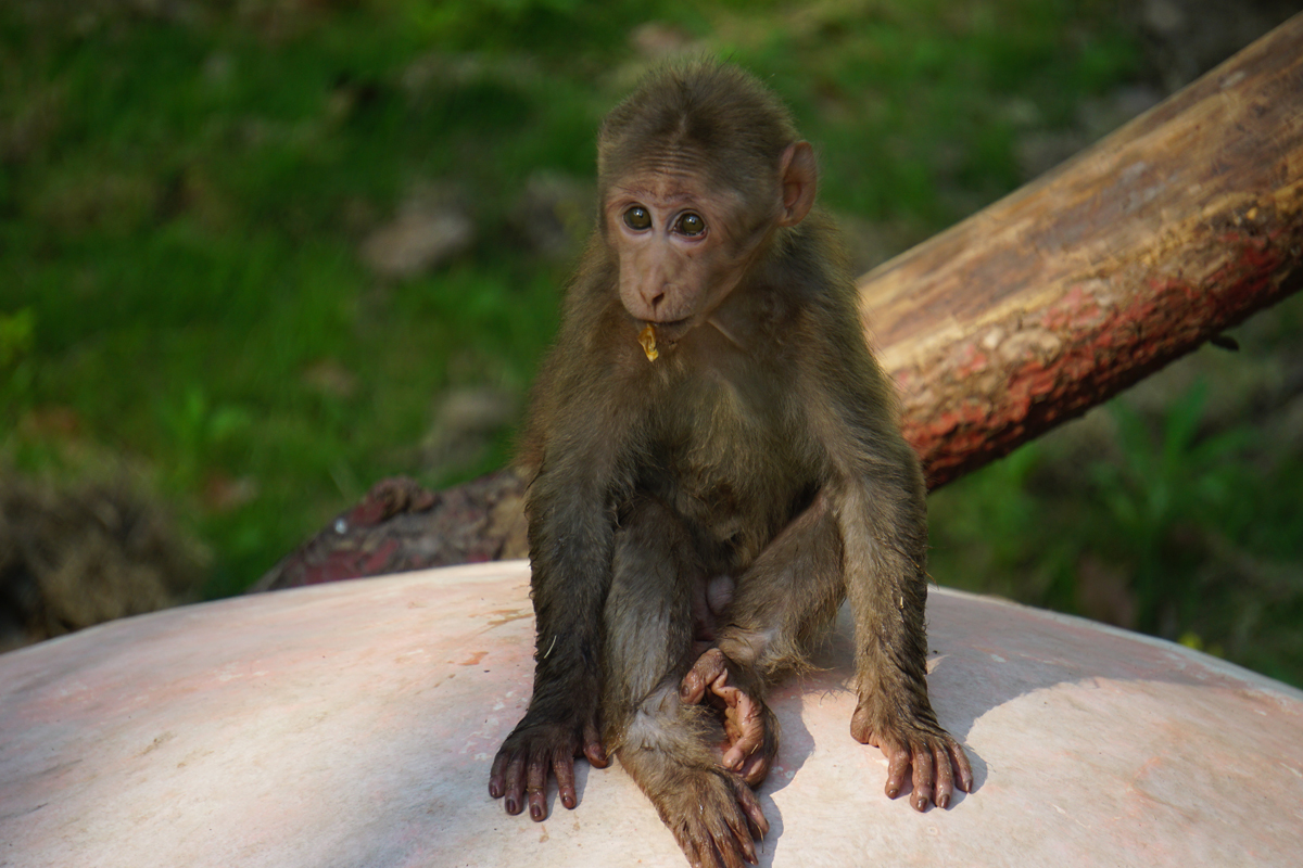 Huangshan stump-tailed macaque cub
