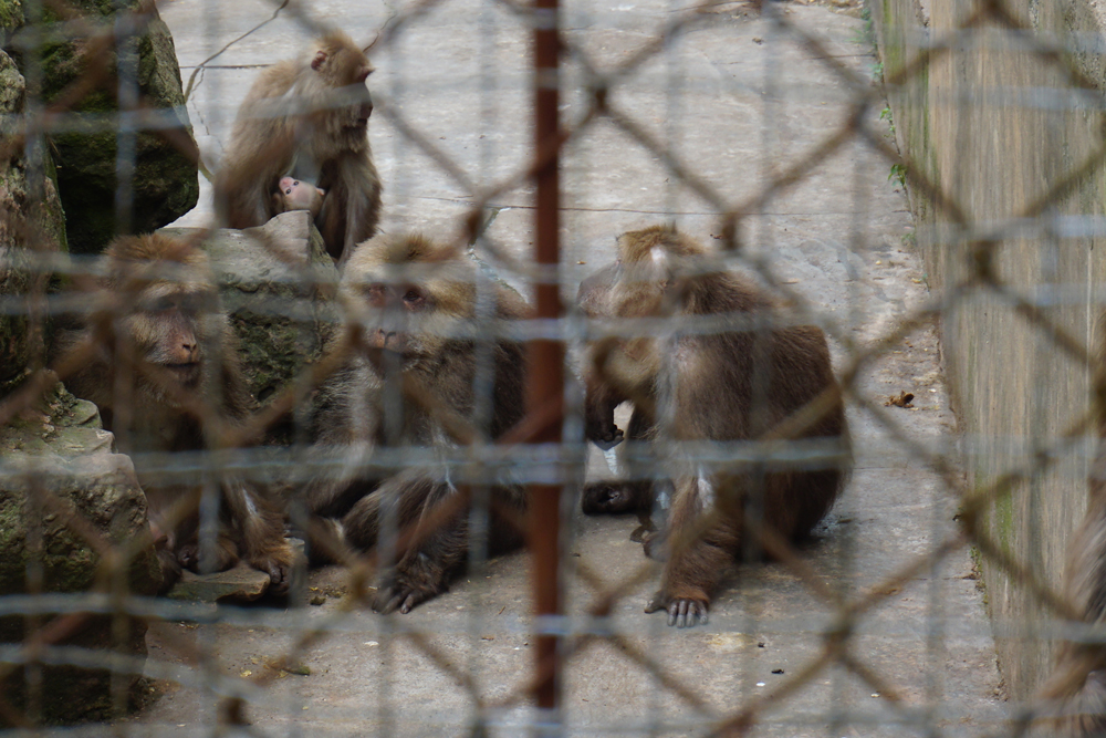 Huangshan stump-tailed macaque (Macaca thibetana huangshanensis)