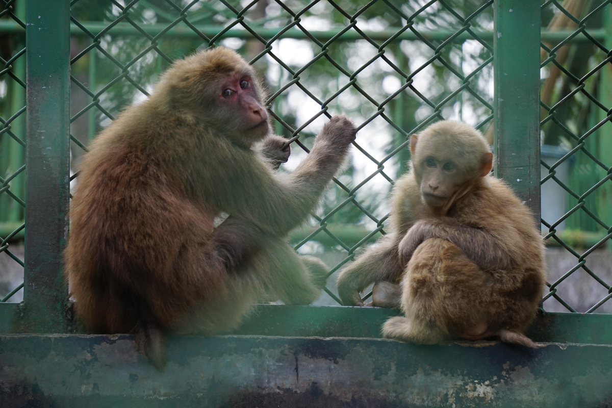 Huangshan stump-tailed macaque (Macaca thibetana huangshanensis)