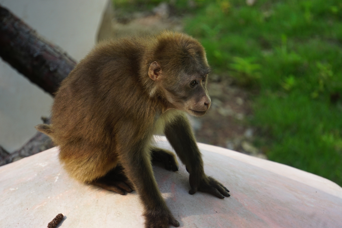 Huangshan stump-tailed macaque (Macaca thibetana huangshanensis)