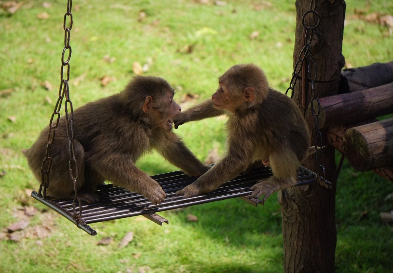 Huangshan stump-tailed macaque