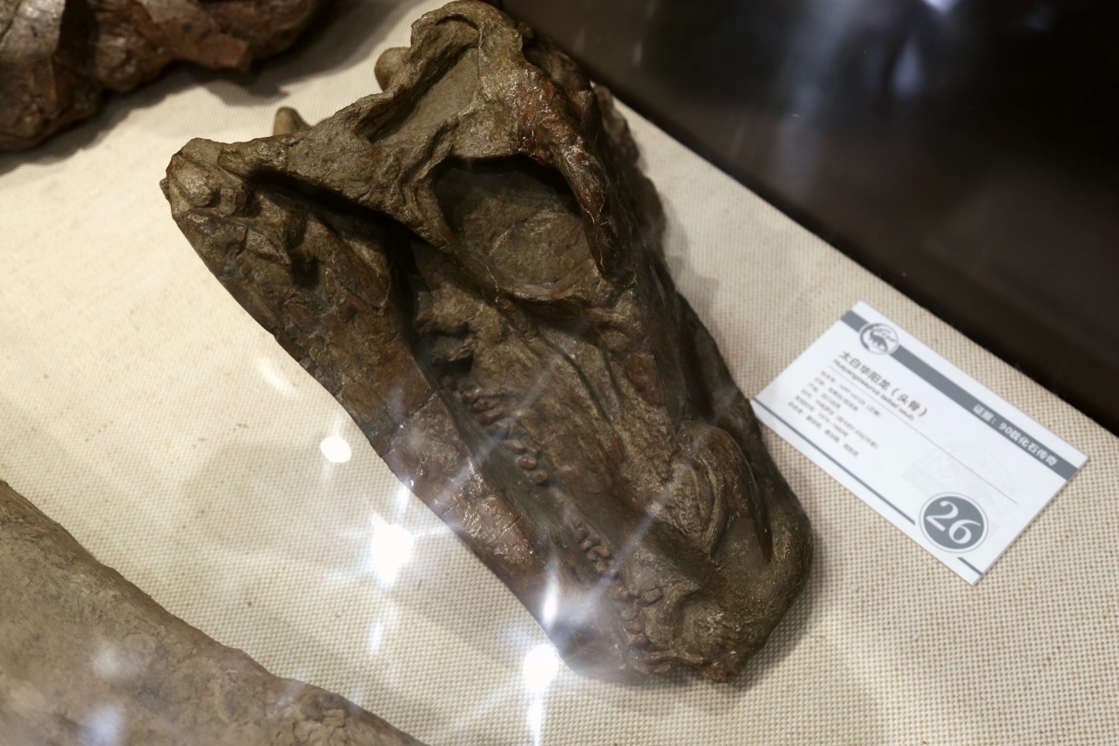 Huayangosaurus taibaii Skull, Holotype (IVPP V6728)