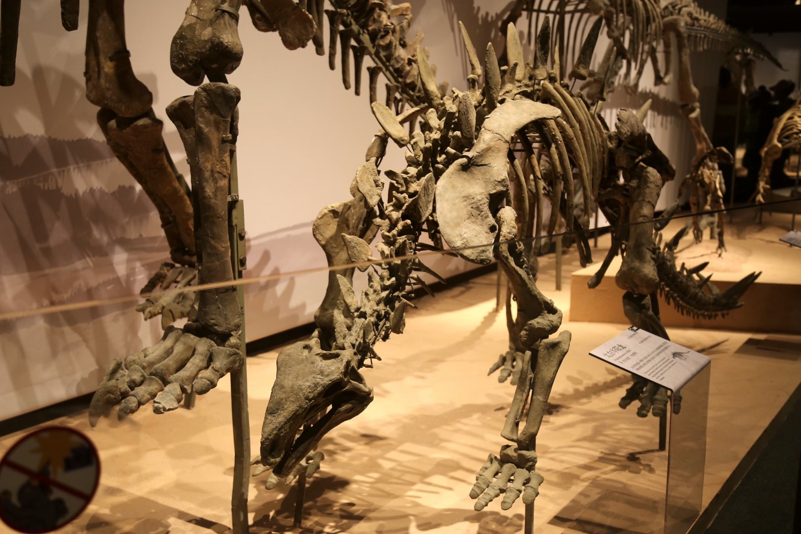 Huayangosaurus taibaii (ZDM T7001)