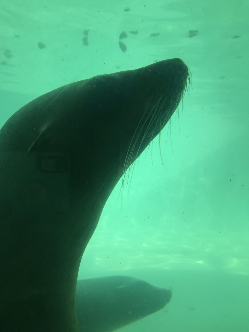 Hub Harbor California sea lion