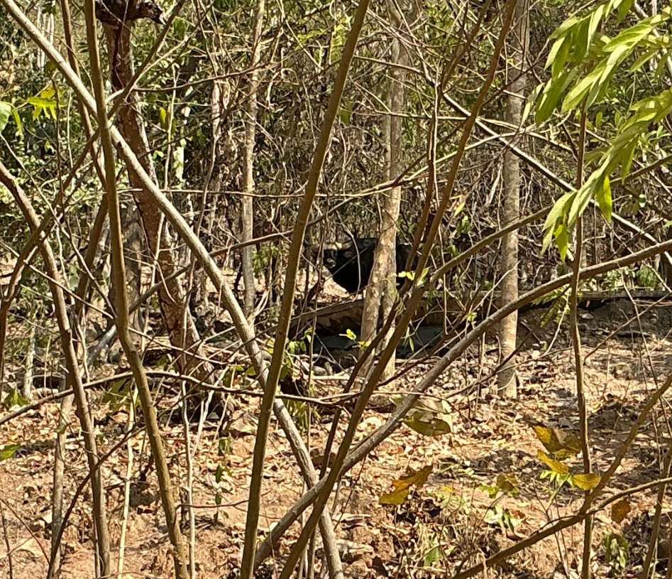 Hubbacki guar (During the dry forest period)