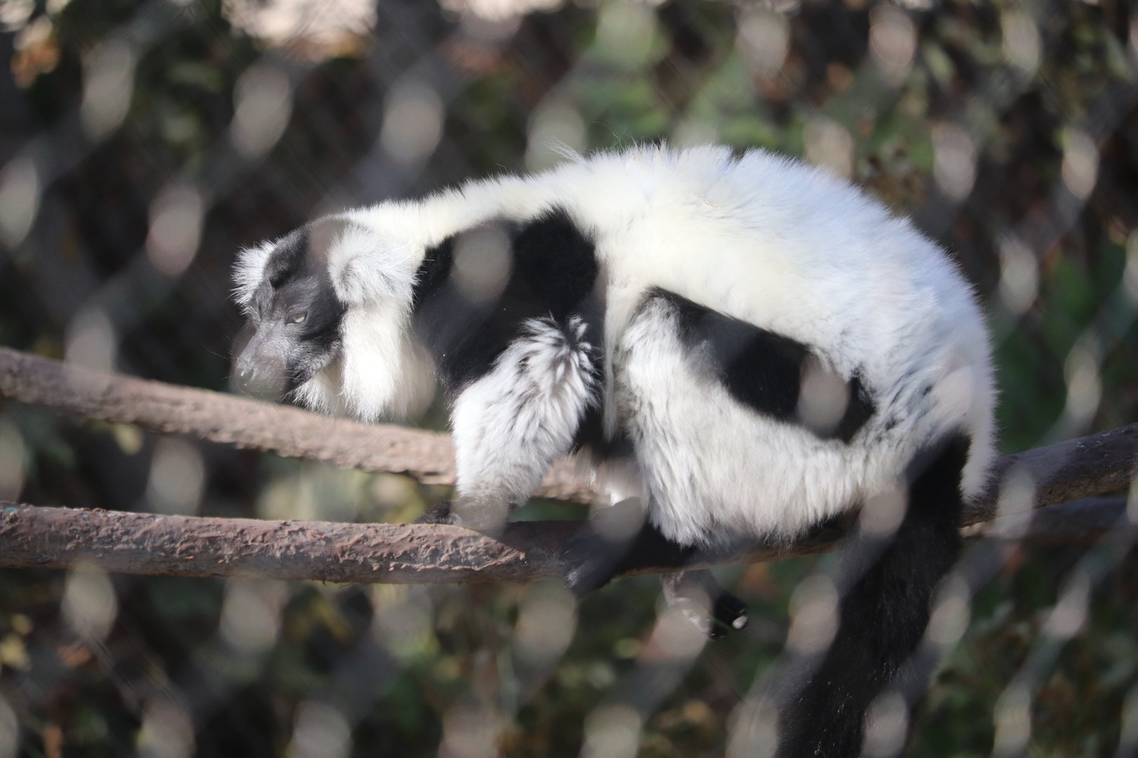 Hubbard Expedition Madagascar - Black & White Ruffed Lemur