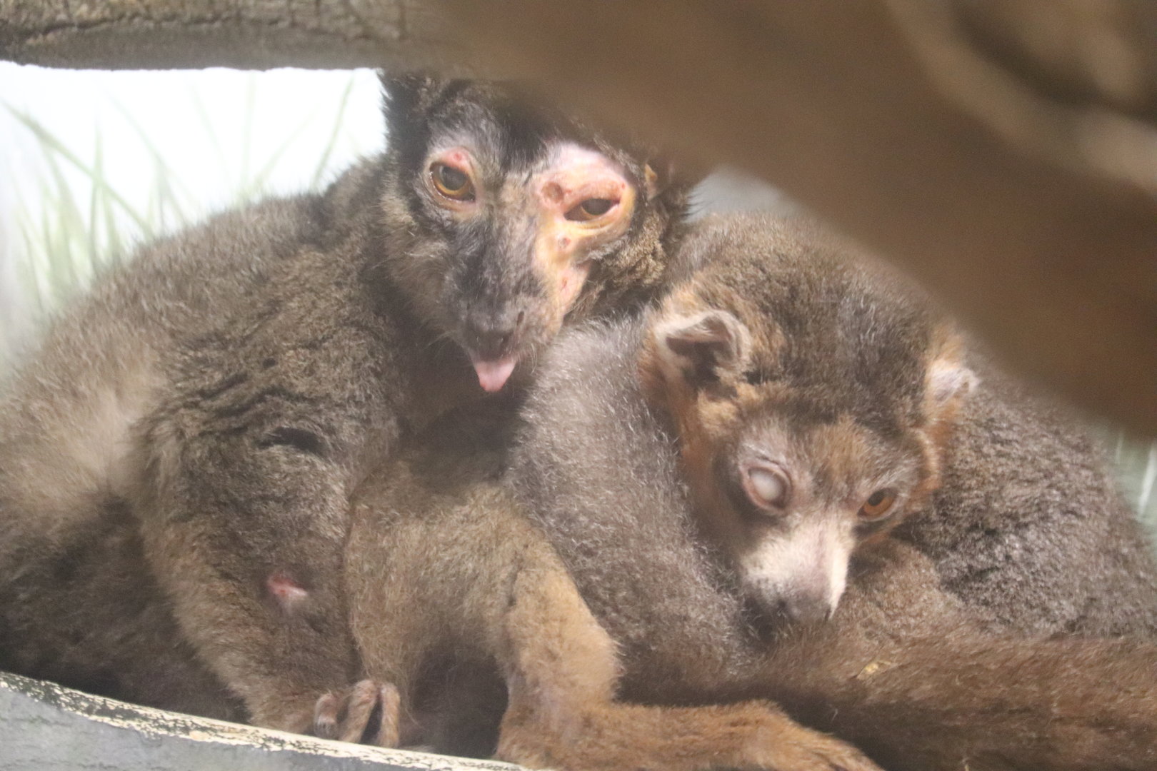 Hubbard Expedition Madagascar - Collared Lemur