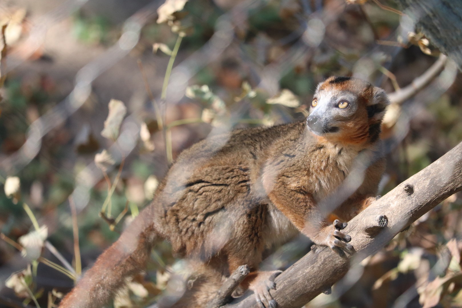 Hubbard Expedition Madagascar - Crowned Lemur