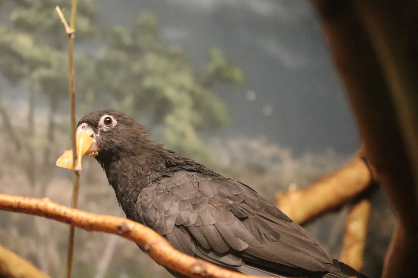 Hubbard Expedition Madagascar - Lesser Vasa Parrot