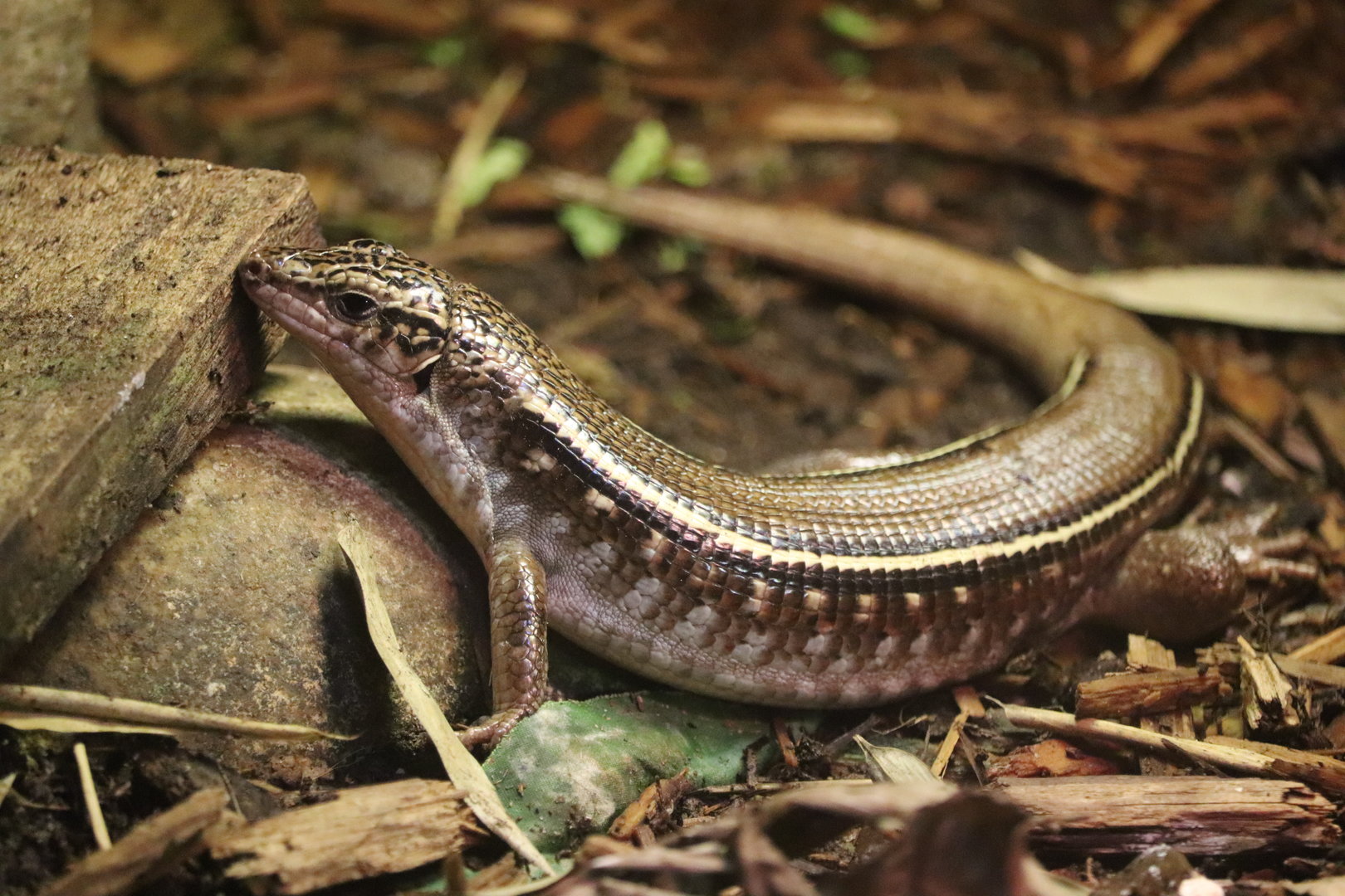 Hubbard Expedition Madagascar - Madagascar Plated Lizard
