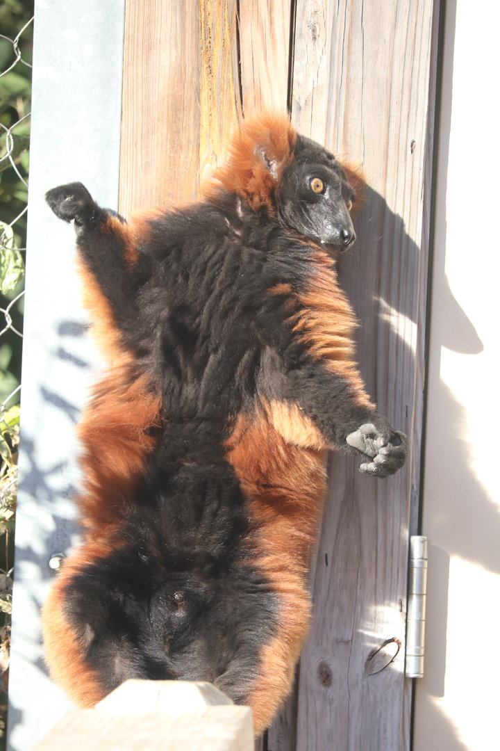 Hubbard Expedition Madagascar - Red Ruffed Lemur