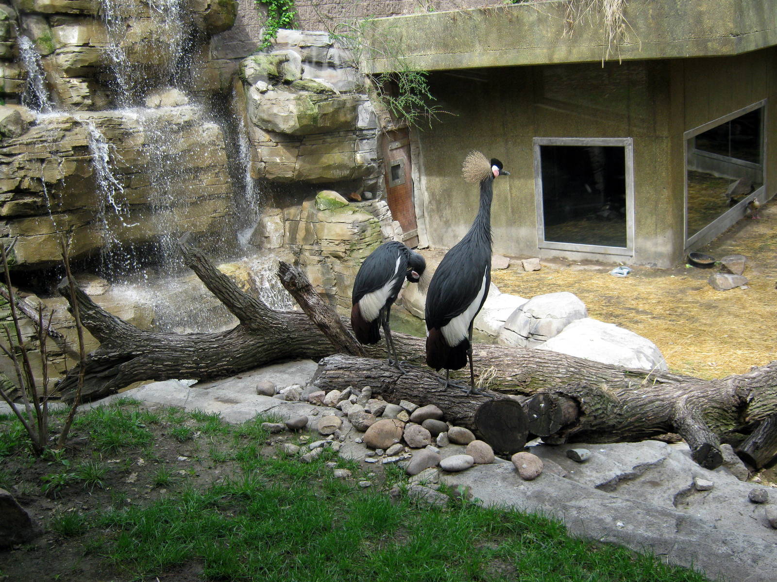 Hubbard Gorilla Valley-African Crowned Cranes