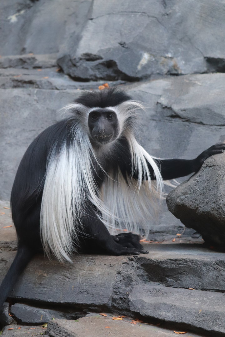 Hubbard Gorilla Valley - Angolan  Colobus