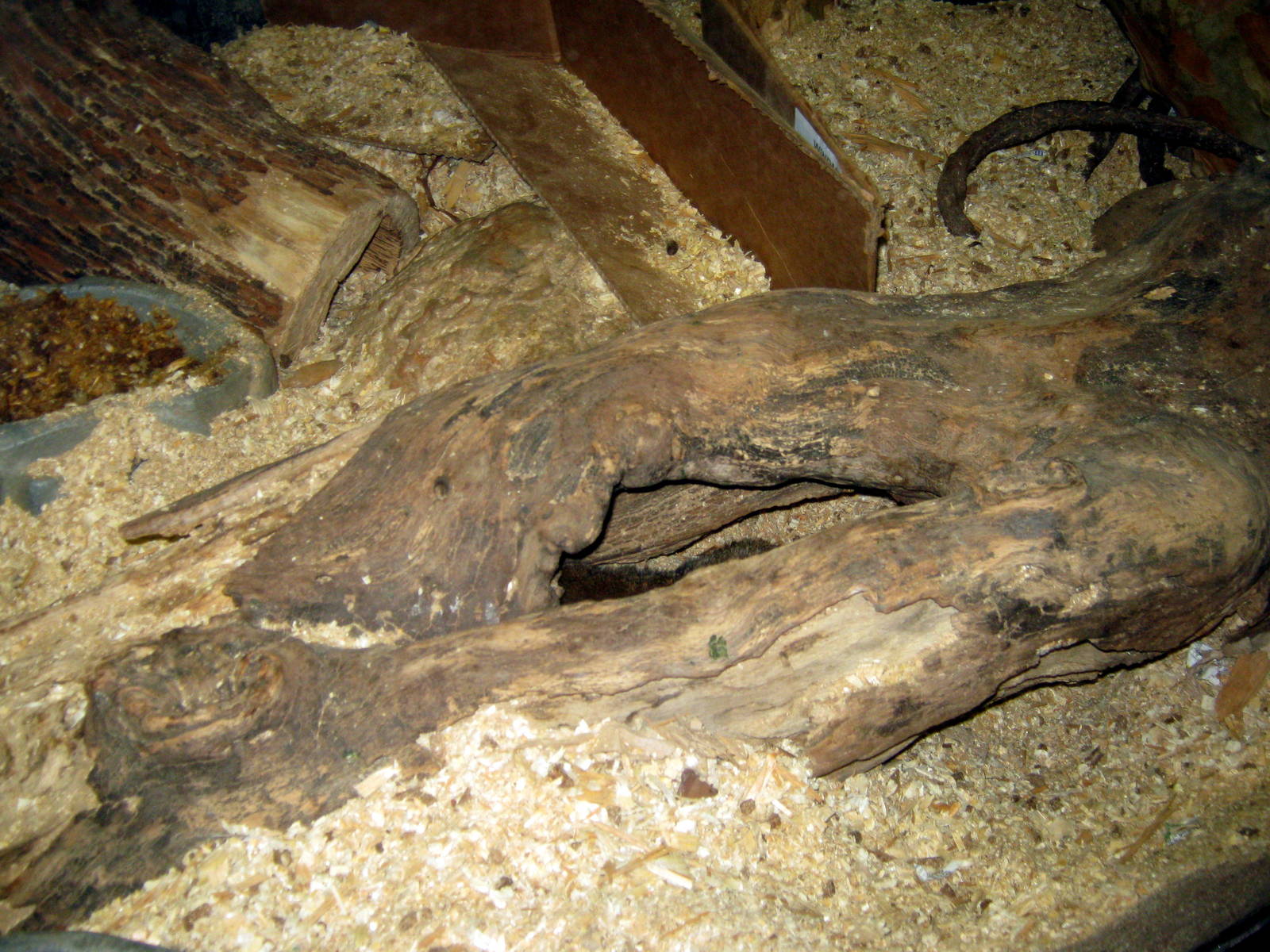 Hubbard Gorilla Valley-Dwarf Mongoose