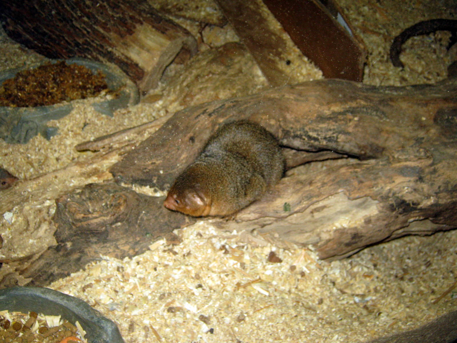 Hubbard Gorilla Valley-Dwarf Mongoose
