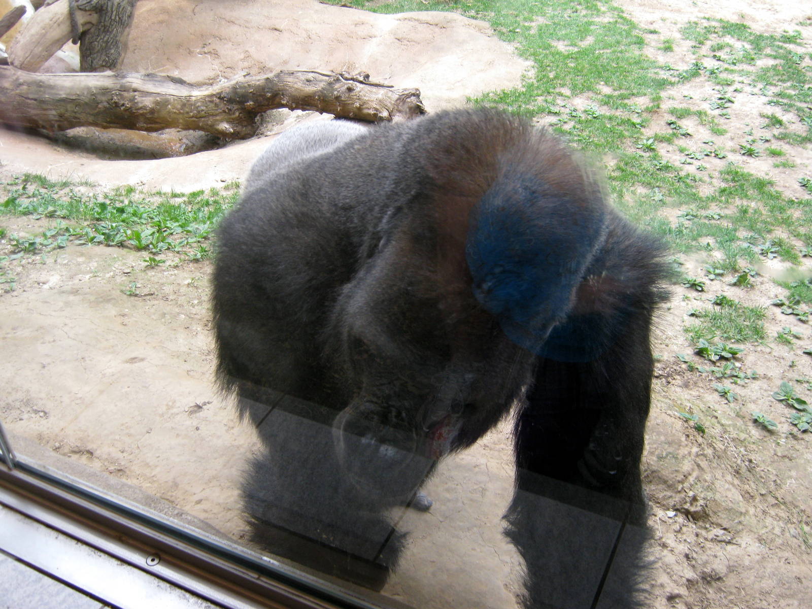 Hubbard Gorilla Valley-Eastern Gorilla