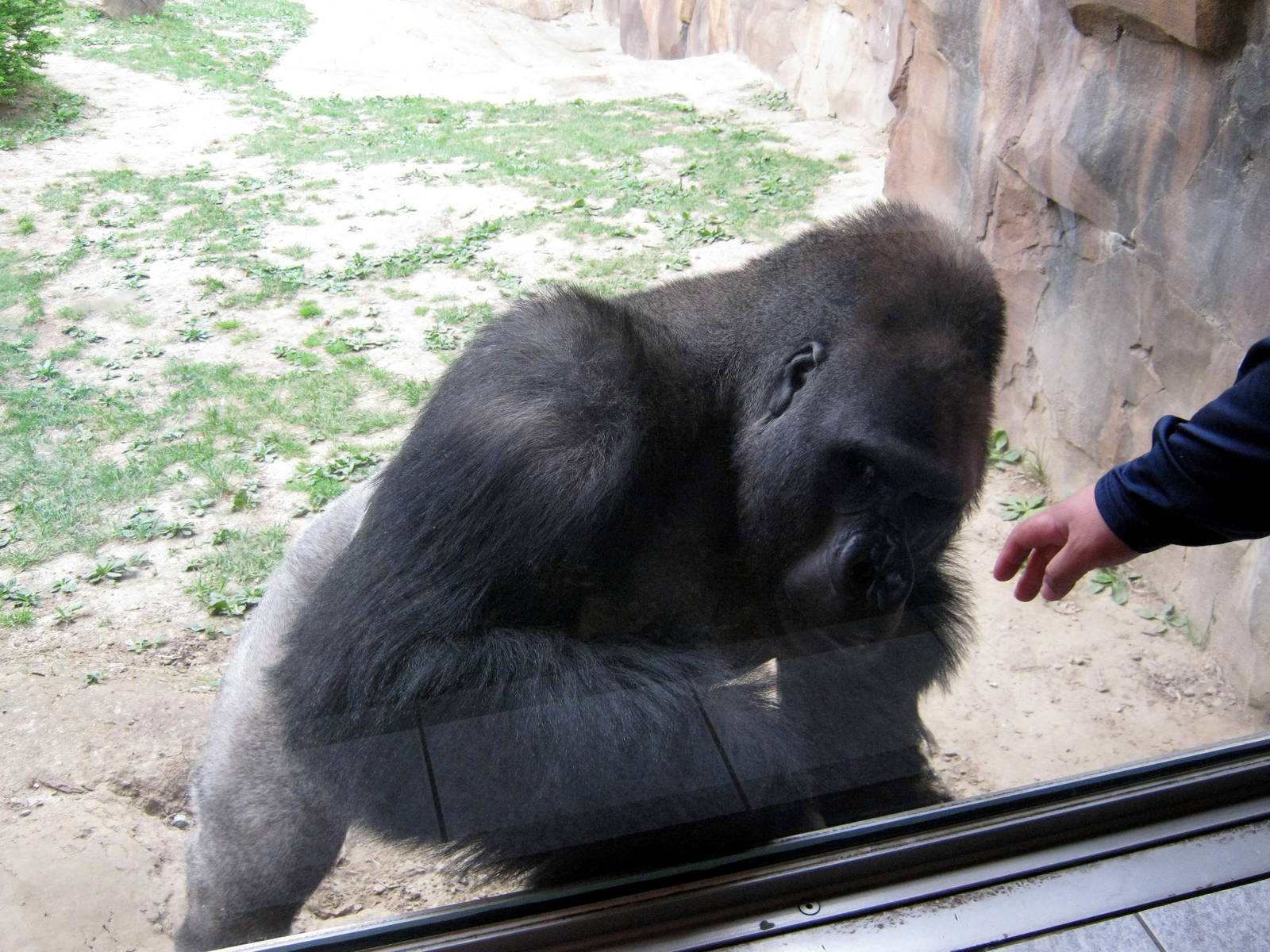 Hubbard Gorilla Valley-Eastern Gorilla