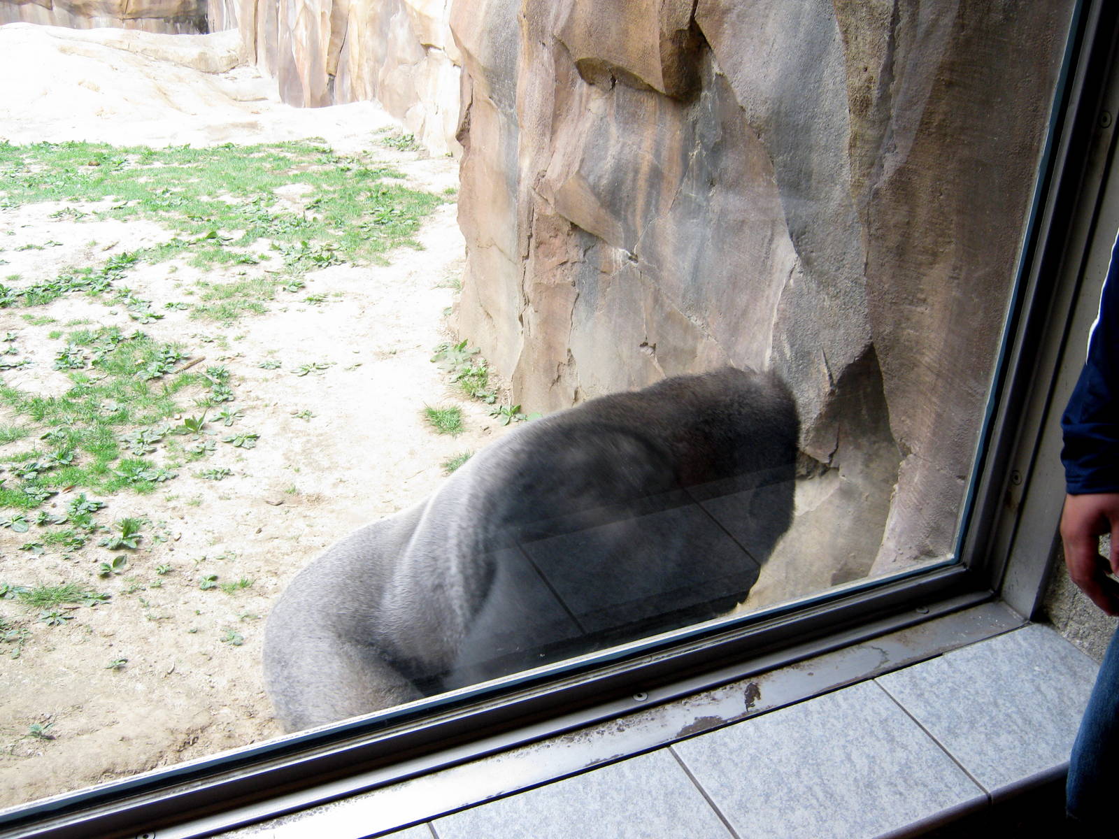 Hubbard Gorilla Valley-Eastern Gorilla