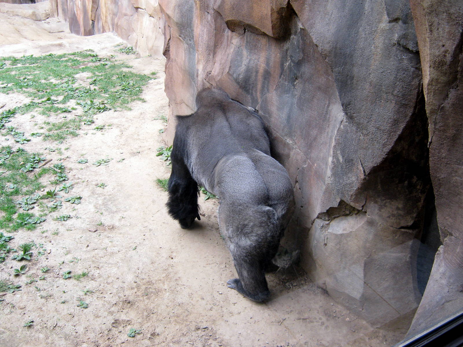 Hubbard Gorilla Valley-Eastern Gorilla