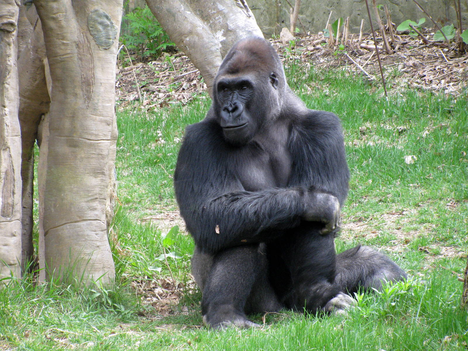 Hubbard Gorilla Valley-Eastern Gorilla