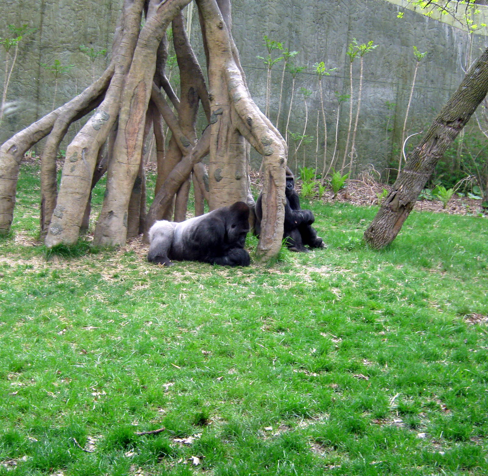 Hubbard Gorilla Valley-Eastern Gorillas