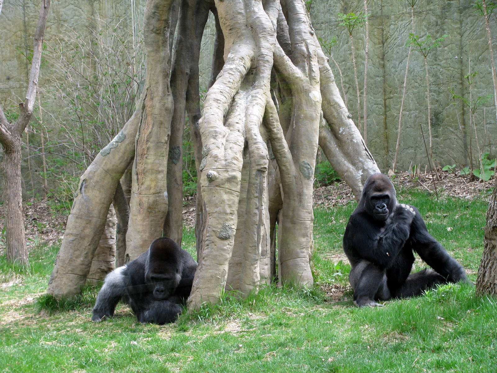 Hubbard Gorilla Valley-Eastern Gorillas