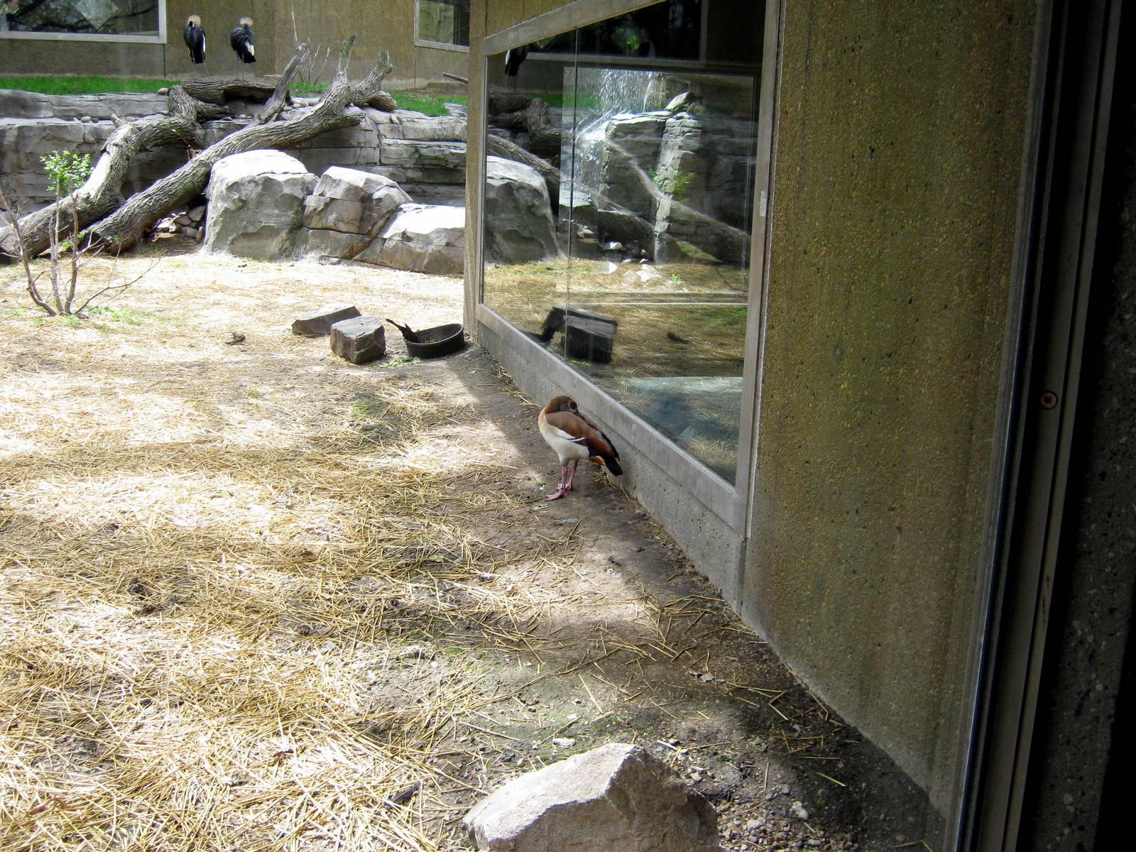 Hubbard Gorilla Valley-Egyptian Goose