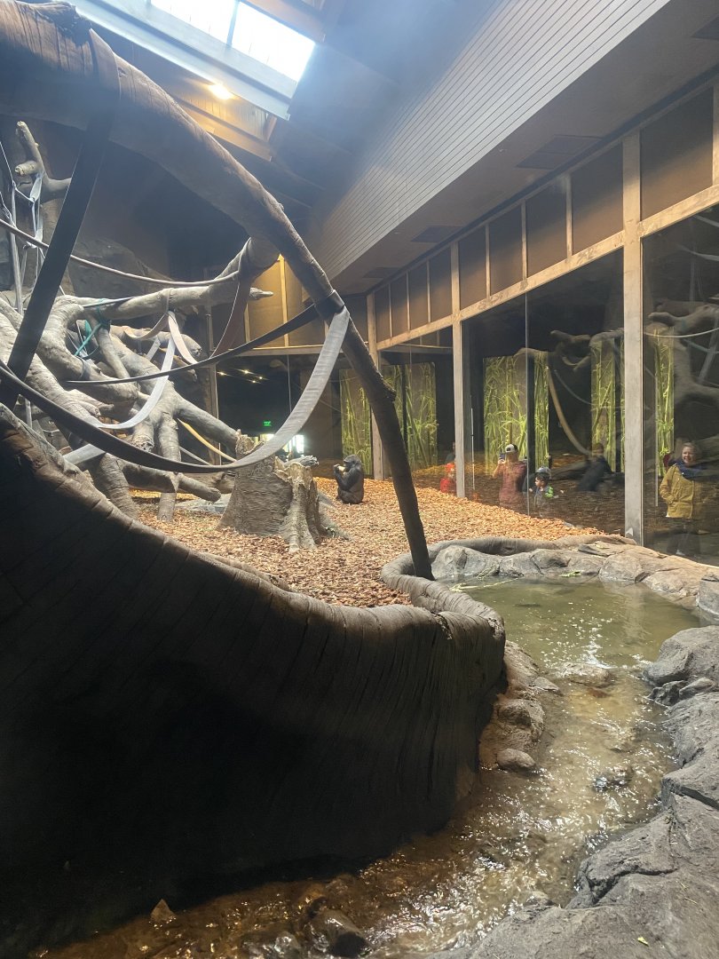 Hubbard Gorilla Valley - Indoor Western Lowland Gorilla Exhibit