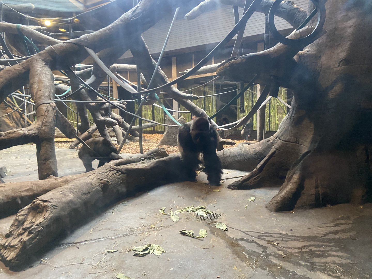Hubbard Gorilla Valley - Indoor Western Lowland Gorilla Exhibit