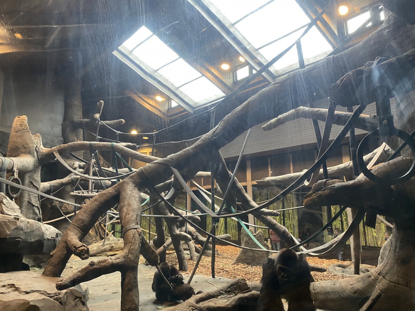 Hubbard Gorilla Valley - Indoor Western Lowland Gorilla Exhibit