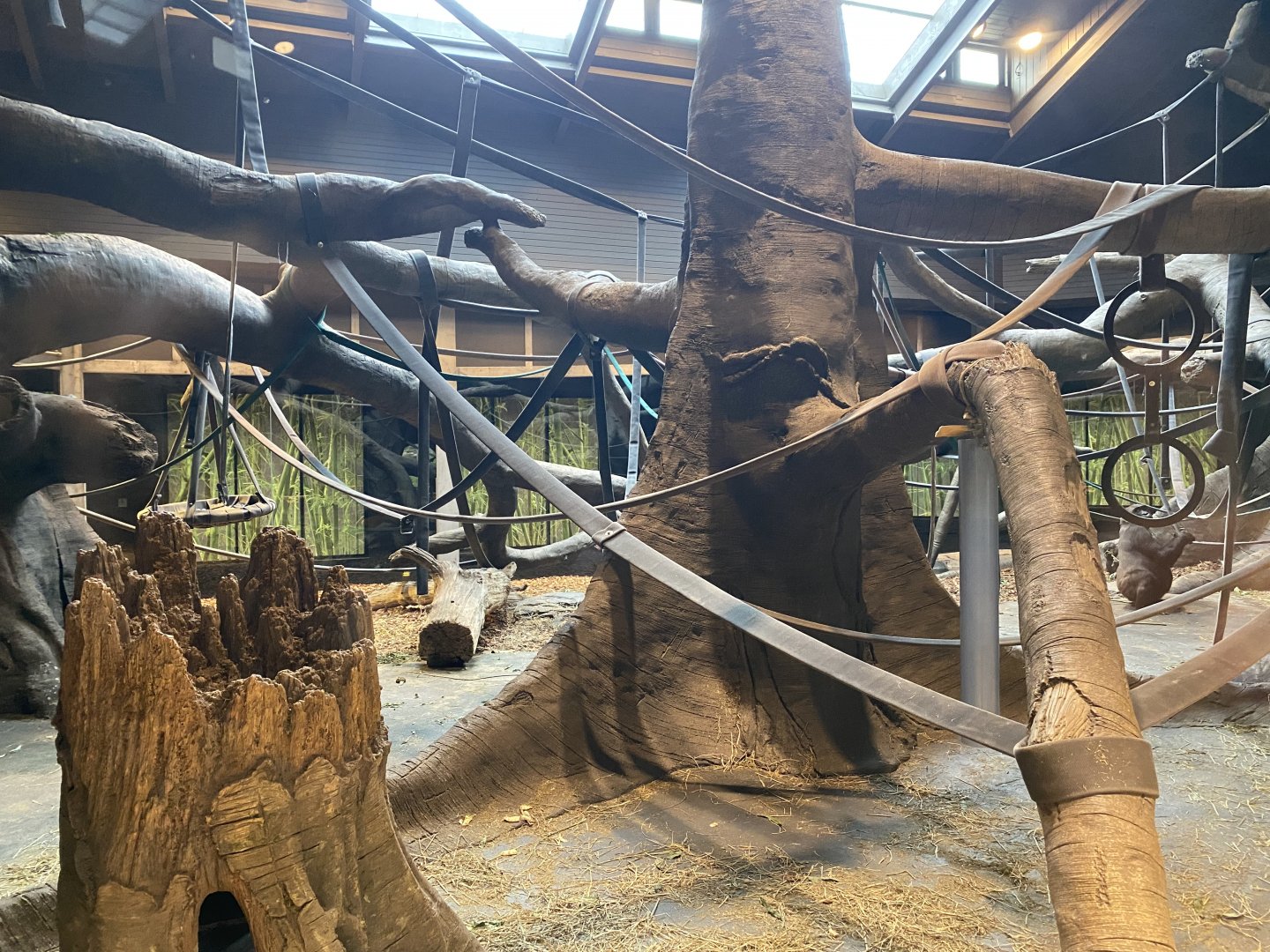 Hubbard Gorilla Valley - Indoor Western Lowland Gorilla Exhibit