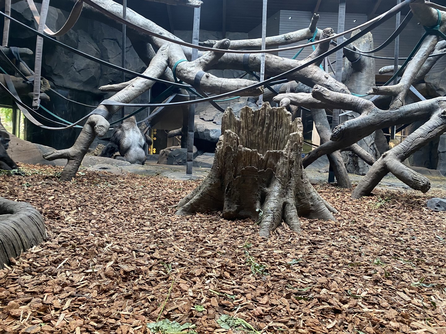 Hubbard Gorilla Valley - Indoor Western Lowland Gorilla Indoor Exhibit