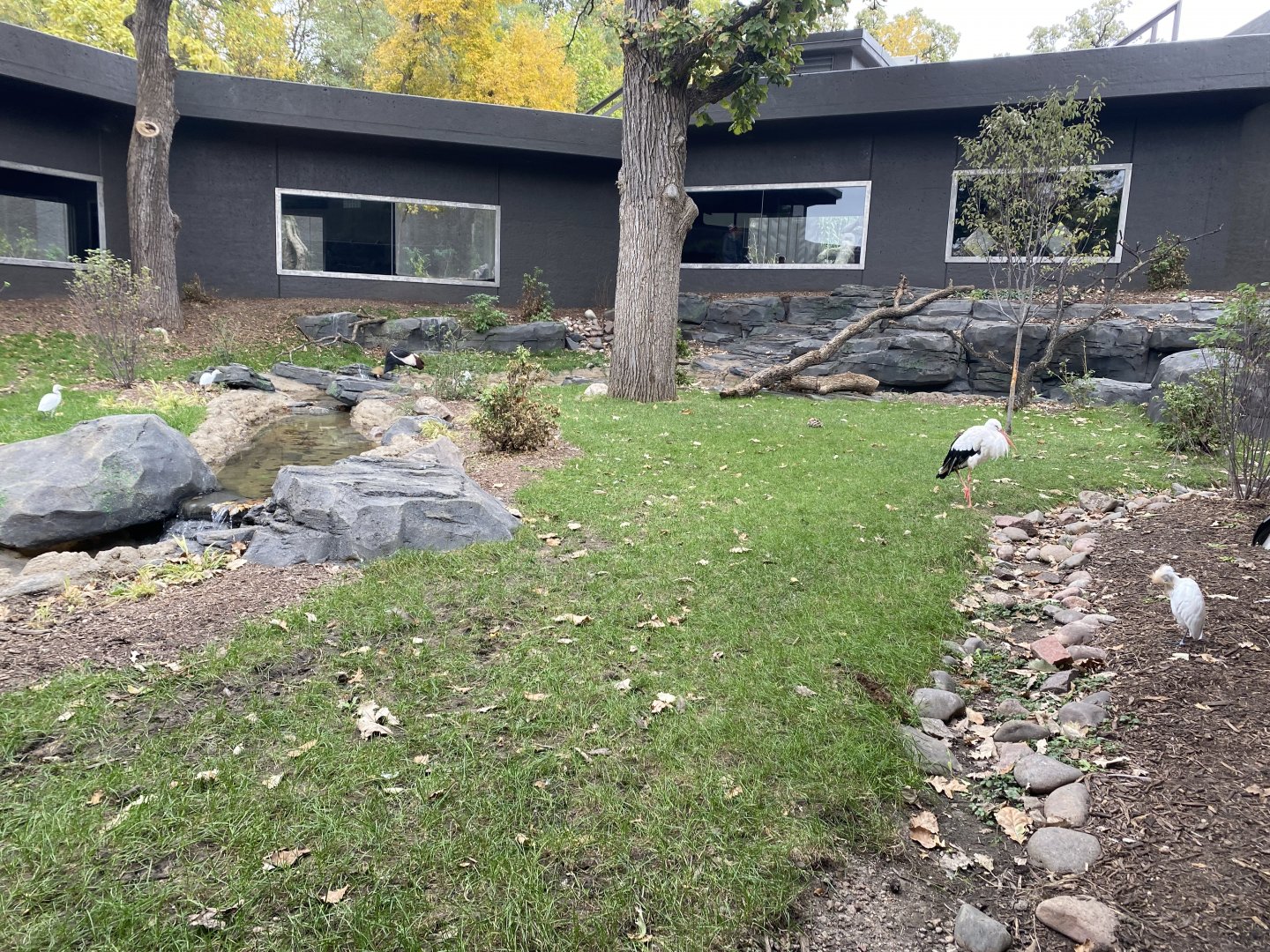 Hubbard Gorilla Valley - Middle Exhibit