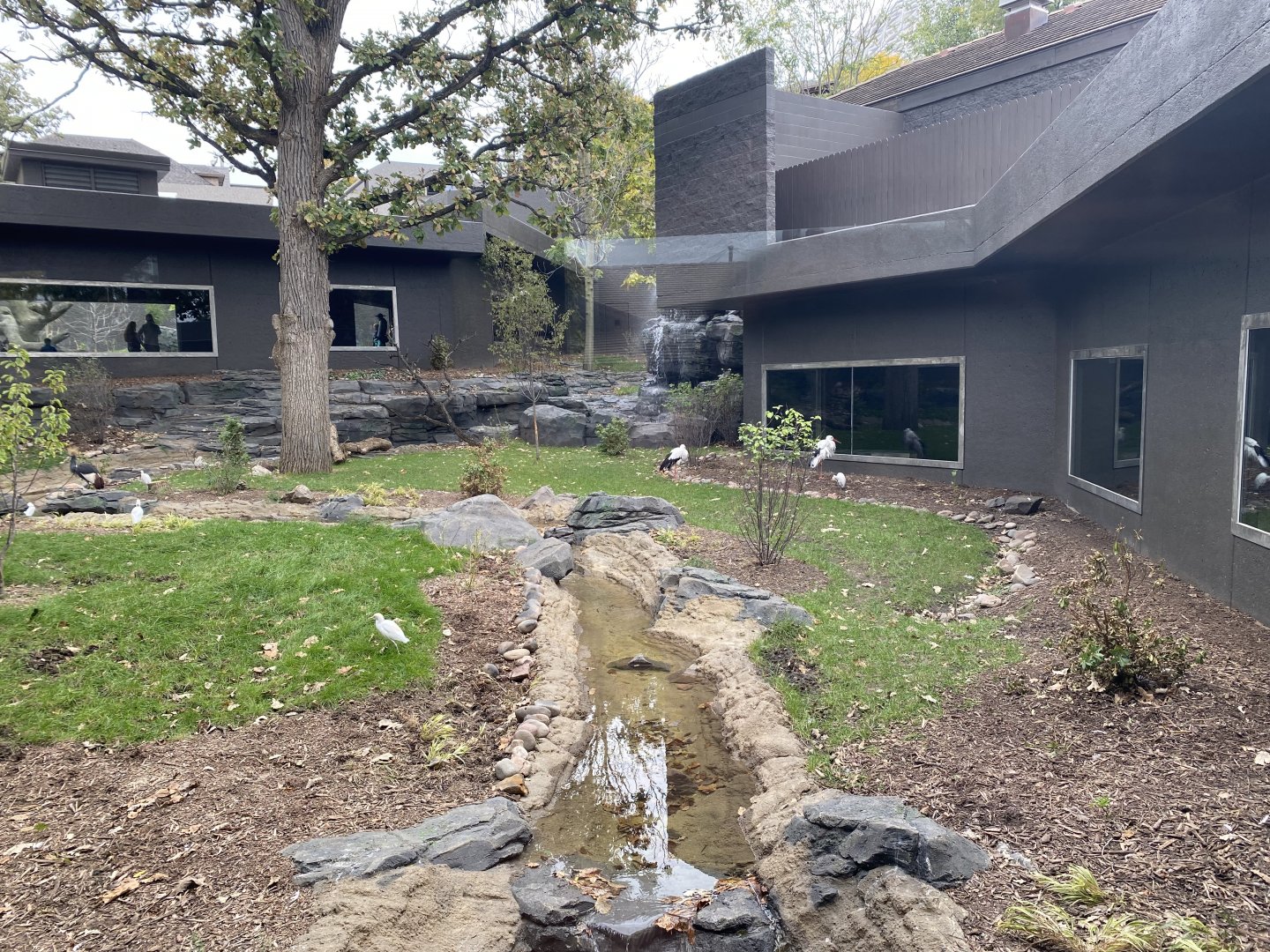 Hubbard Gorilla Valley - Middle Exhibit