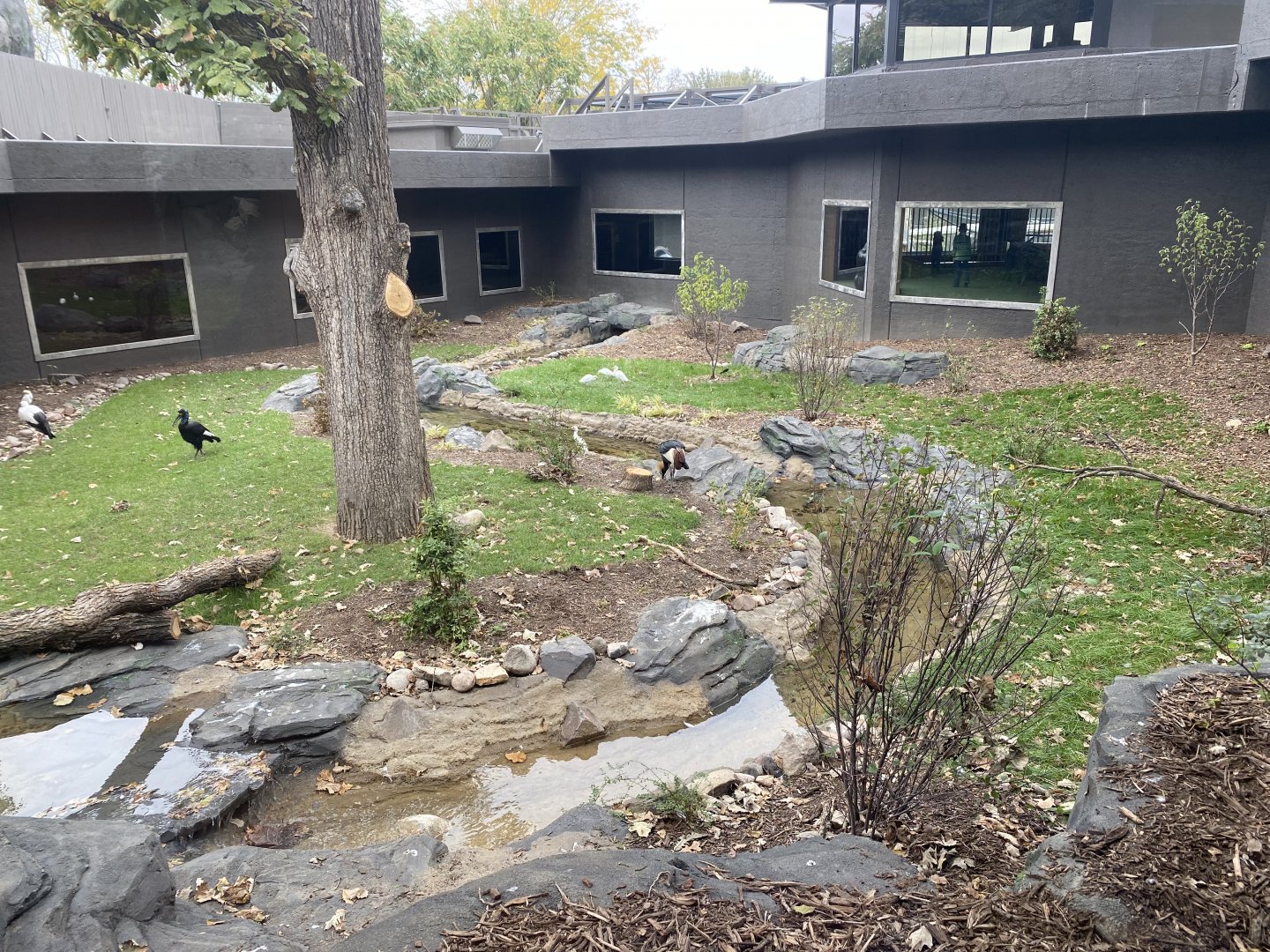 Hubbard Gorilla Valley - Middle Exhibit