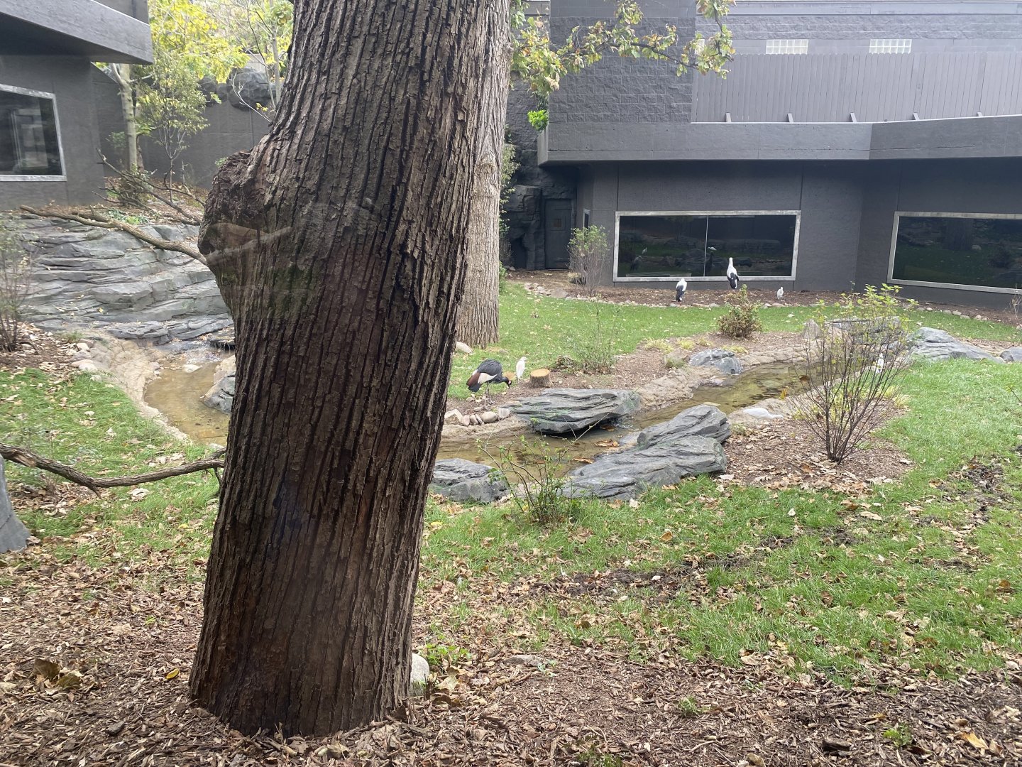 Hubbard Gorilla Valley - Middle Exhibit