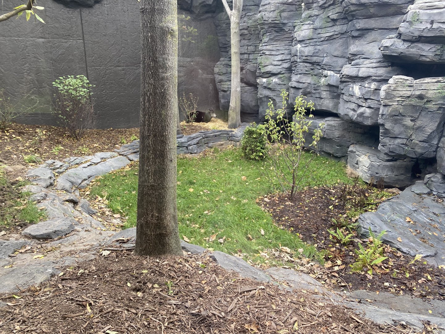 Hubbard Gorilla Valley - Middle Exhibit