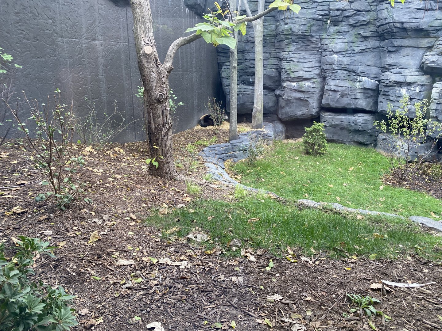 Hubbard Gorilla Valley - Middle Exhibit