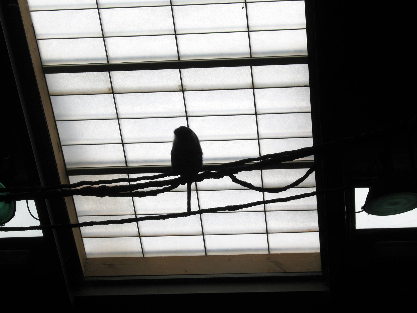 Hubbard Gorilla Valley- Mona Monkey