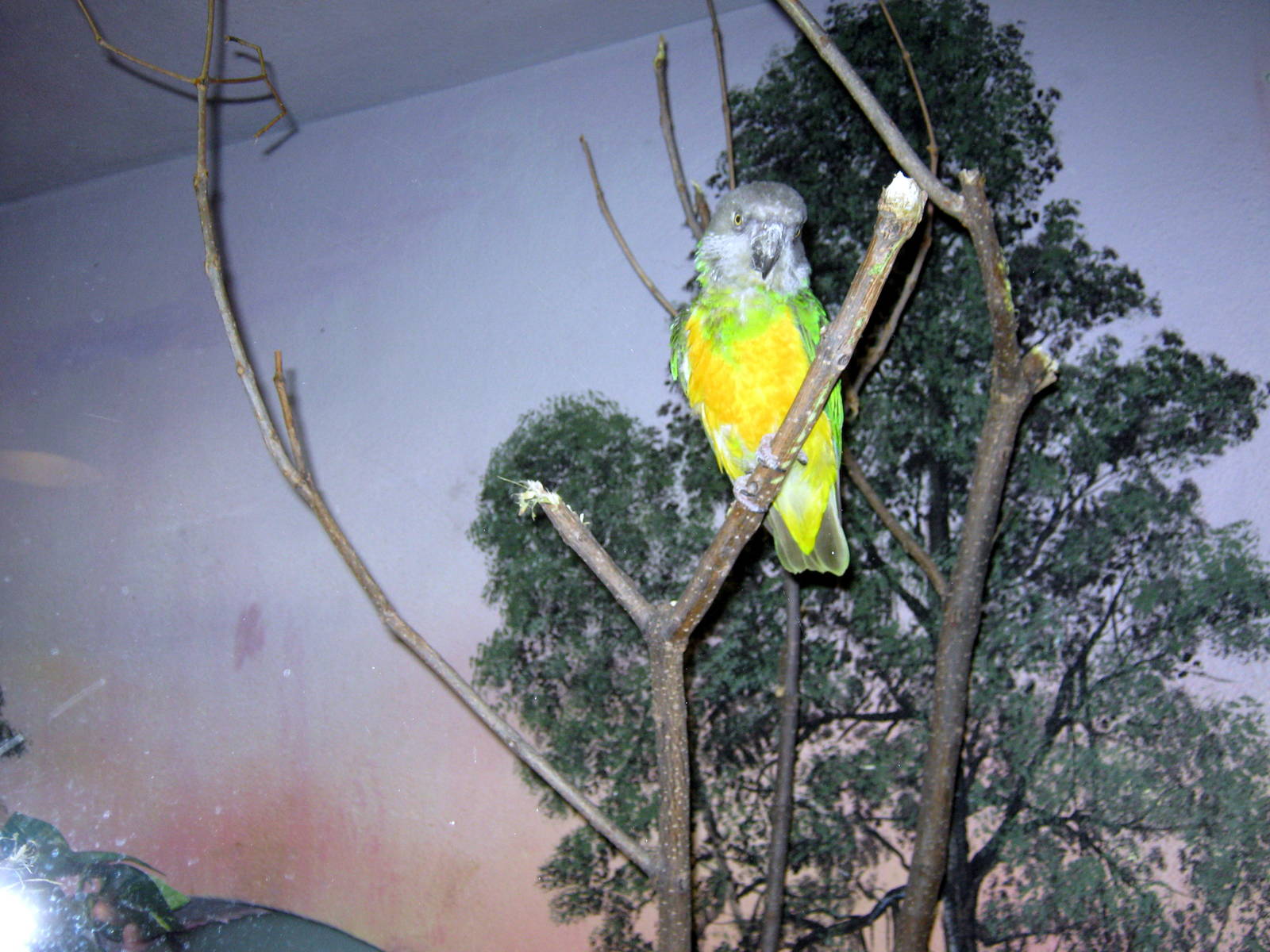 Hubbard Gorilla Valley-Senegal Parrot