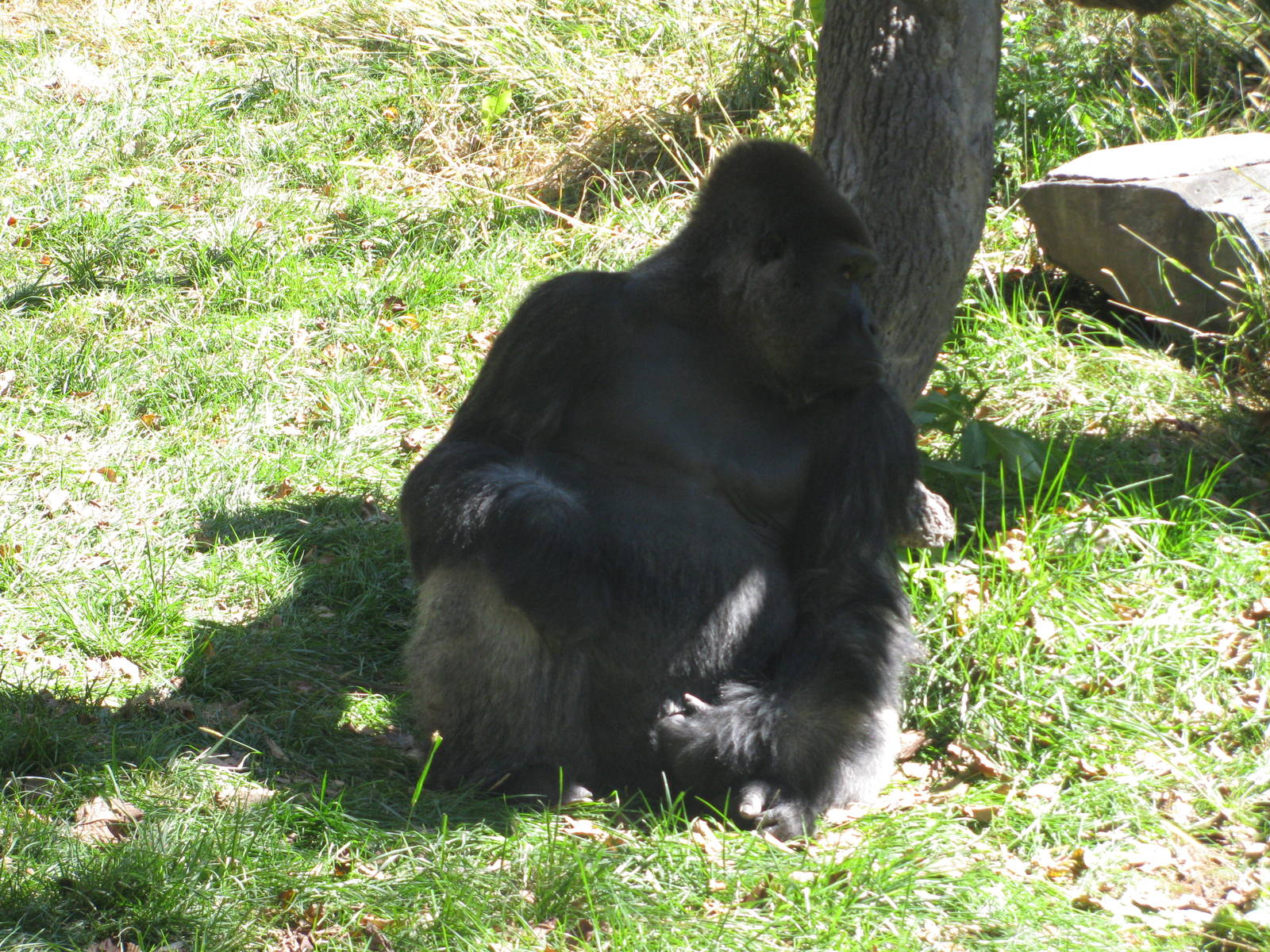 Hubbard Gorilla Valley-Western Gorilla