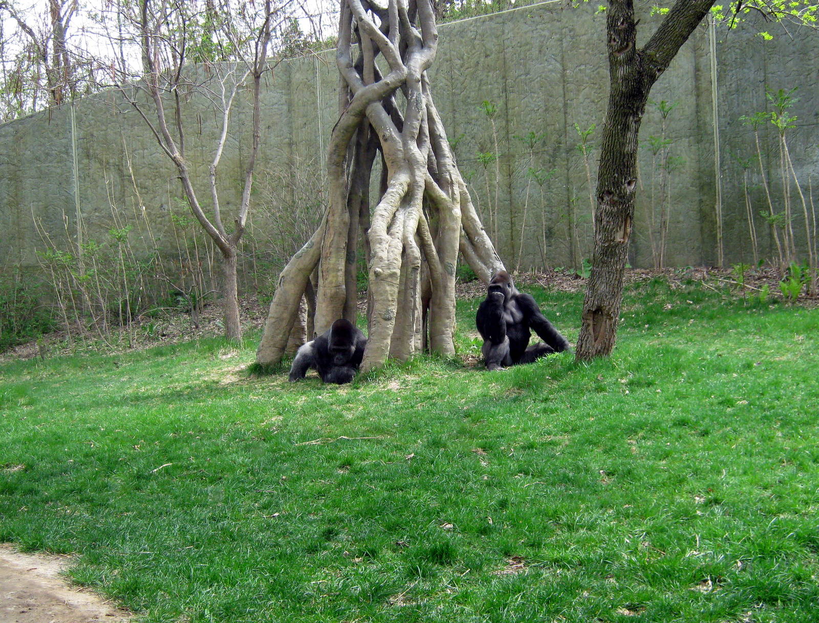 Hubbard Gorilla Valley-Western Gorillas