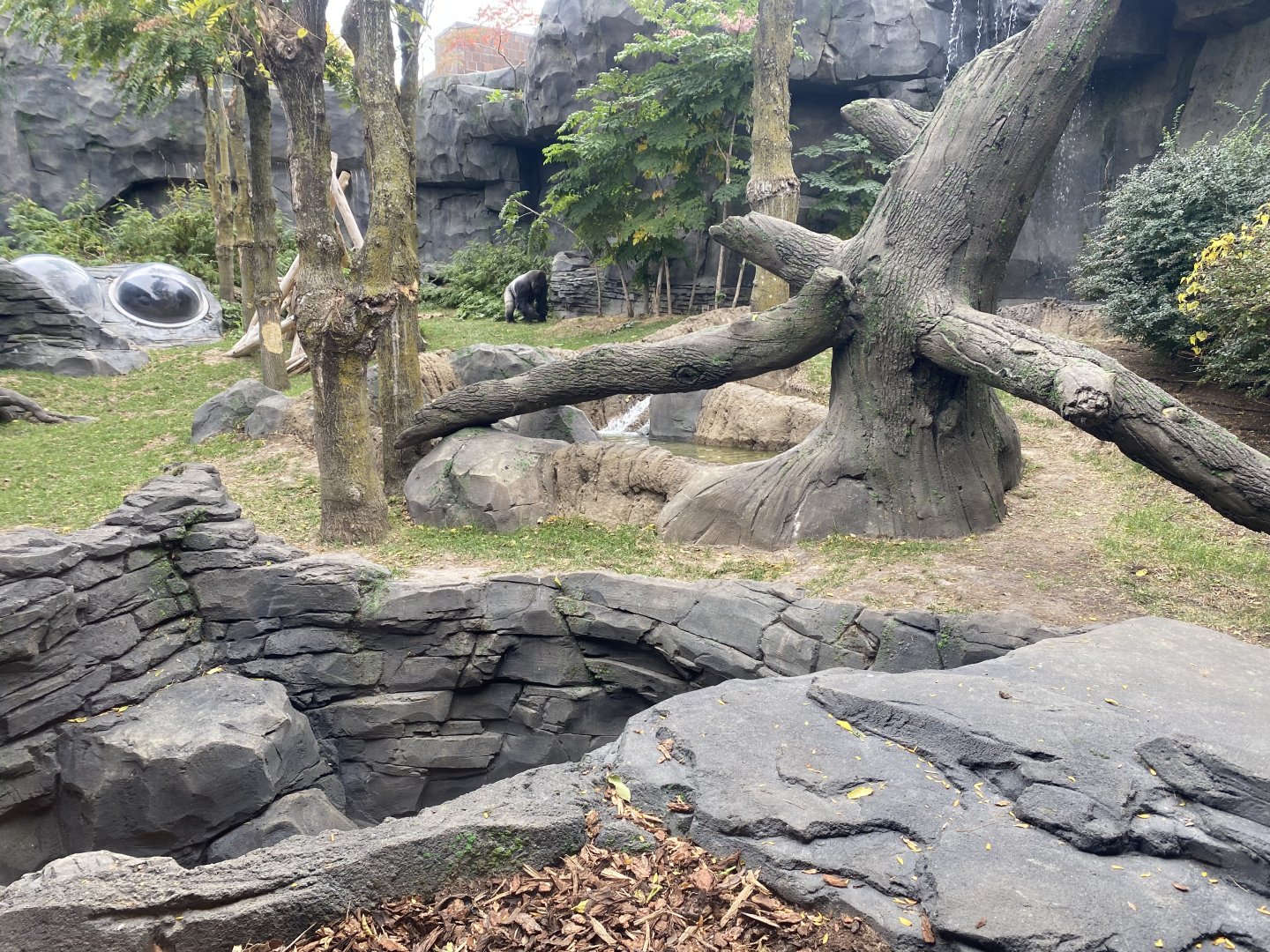 Hubbard Gorilla Valley - Western Lowland Gorilla Exhibit #2