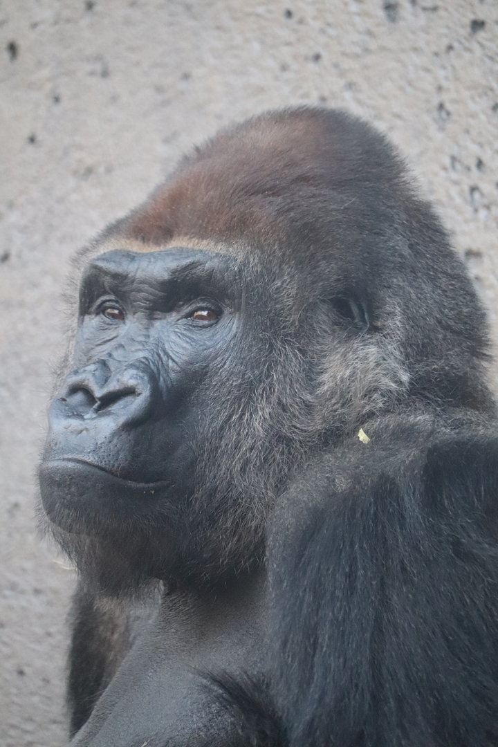 Hubbard Gorilla Valley - Western Lowland Gorilla