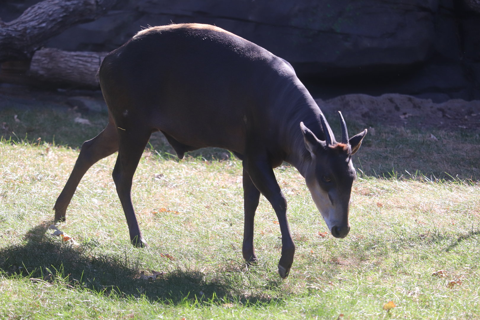 Hubbard Gorilla Valley - Yellow-Backed Duiker