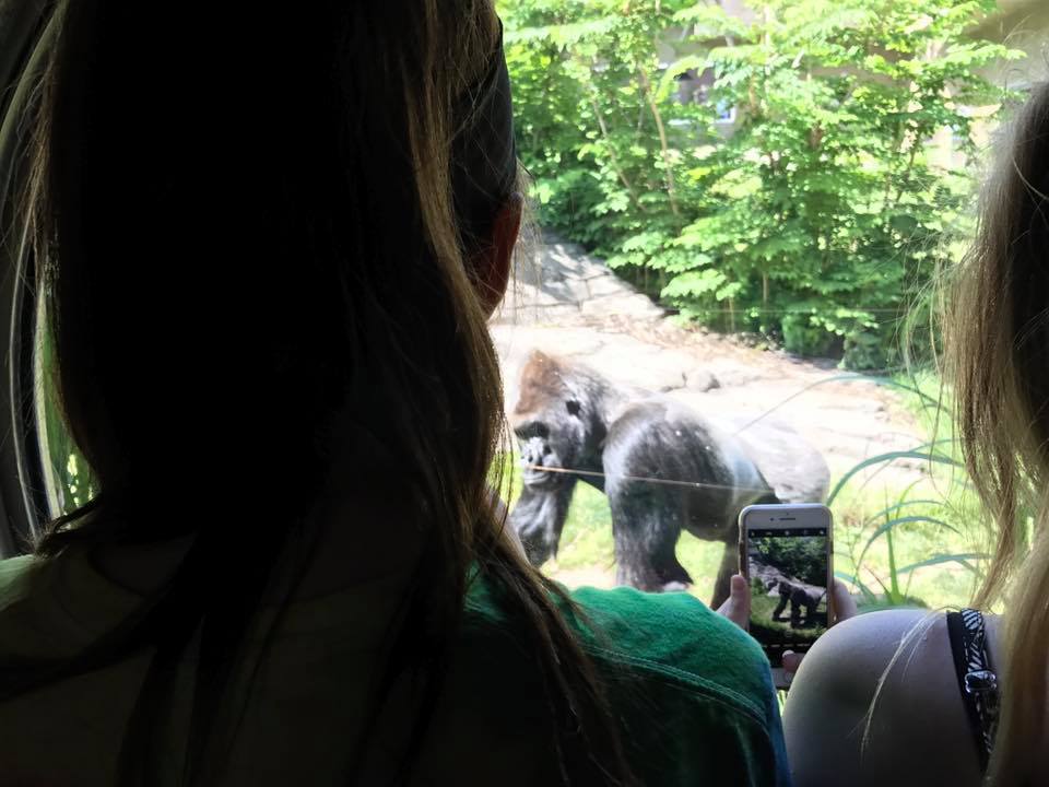 Hubbard Gorilla Valley