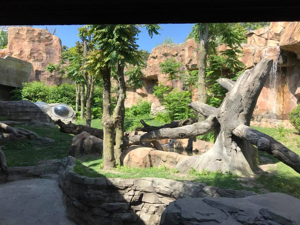 Hubbard Gorilla Valley