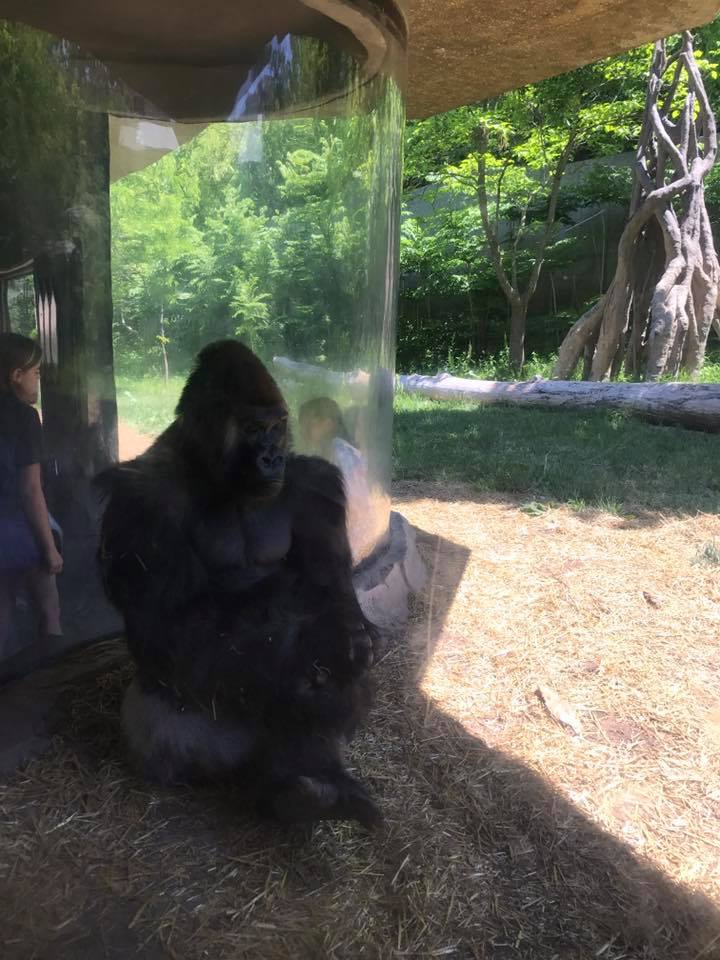 Hubbard Gorilla Valley