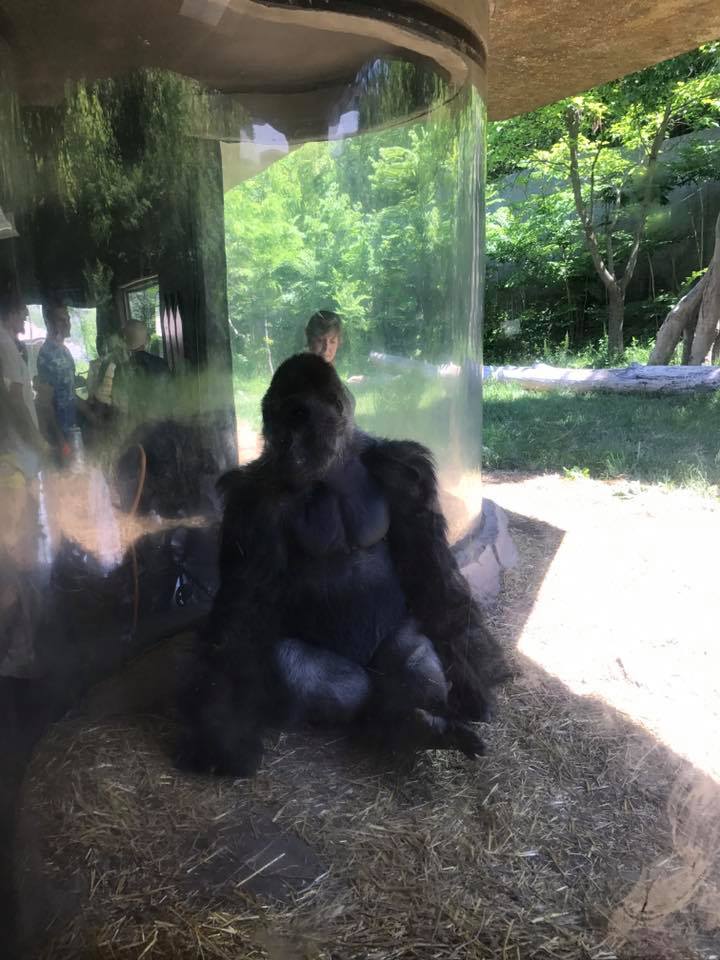 Hubbard Gorilla Valley