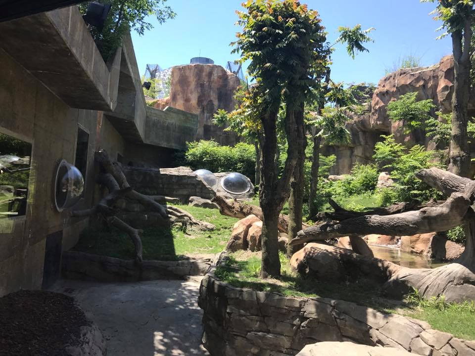 Hubbard Gorilla Valley